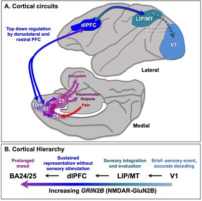 NMDAR Neurotransmission Needed for Persistent Neuronal Firing: Potential Roles in Mental Disorders